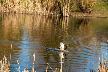 Canard col vert se pose sur l'eau