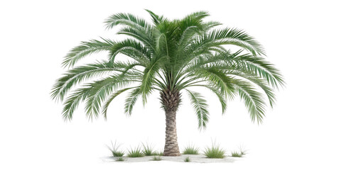 Obraz premium Tropical palm tree, cut out 