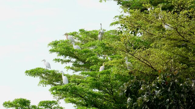 Cattle Egret or Bubulcus ibis , White birds are grouped together in a tree.