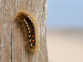 Brown tail Moth caterpillar
