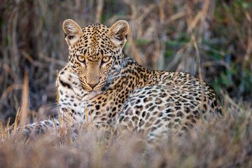 South Africa, Sabi Sand, Leopard (Panthera pardus), portrait