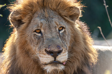South Africa, Sabi Sand, Lion (Panthera leo), male, portrait