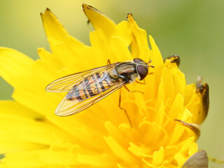 Marmalade Hoverfly on yellow flower