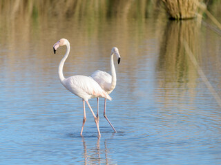 FLAMENCO COMÚN (Phoenicopterus Roseus) EN UNA LAGUNA