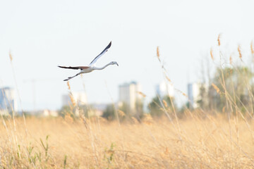 VUELO DE UN FLAMENCO COMÚN (Phoenicopterus Roseus) 