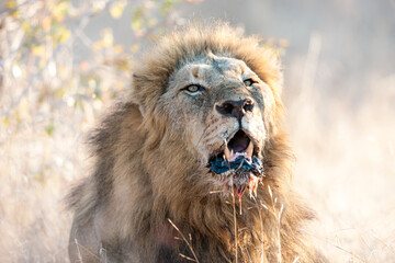 South Africa, Sabi Sand, Lion (Panthera leo), male, portrait