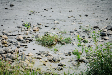 grass and water