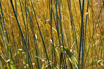 Black stem rust Puccinia graminis infection on a cereal stem.