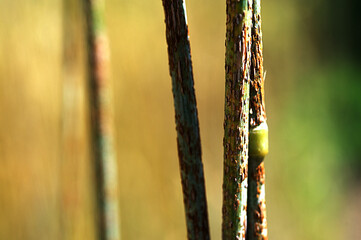 Black stem rust Puccinia graminis infection on a cereal stem.
