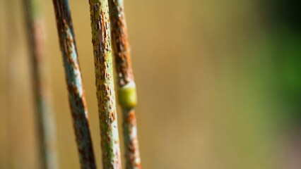 Black stem rust Puccinia graminis infection on a cereal stem.