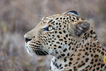 South Africa, Sabi Sand, Leopard (Panthera pardus)