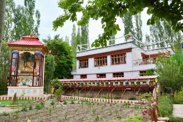 インド　ラダックの家庭菜園