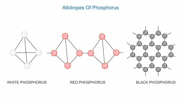 Main three allotropes of phosphorus. White, red and black phosphorus. Chemistry illustration.