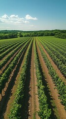 Expansive vineyard under blue sky