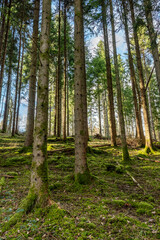 pine forest in spring