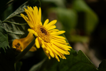 Doronicum glaciale