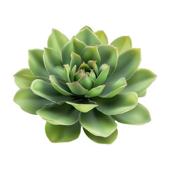 Fototapeta premium Stunning Succulent Plant, Decorative Green, Natural Beauty