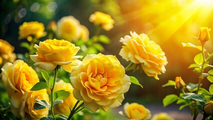 Fototapeta premium Sunny Summer Garden: Vibrant Yellow Rose Blooms in Full Sunlight