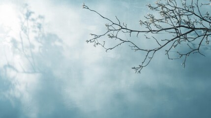 Obraz premium A pale blue backdrop, perfect for showing off products. Subtle tree branch shadows add a touch of elegance. 
