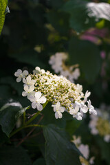 Soft focused close up shot of white viburnum flowers in bloom, blossoming guelder rose in spring among green foliage