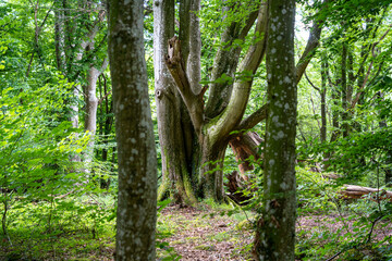 Alte große Bäume in einem ruhigen Wald