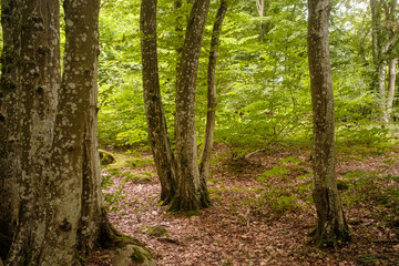 Natürlicher Sommerwald in Schweden