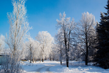 Fototapeta premium snow-covered white trees in winter on a clear sunny day in the city