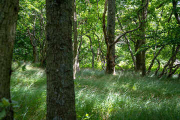 Gras auf dem Waldboden