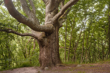 Großer starker Baum mit kräftigen Ästen
