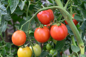 Ripe Red Tomatoes on the Vine on the plant close up