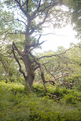 Großer alter knochiger Baum im Wald mit Lichtung