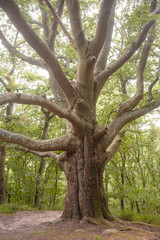 Großer Baum mit verzweigten Ästen