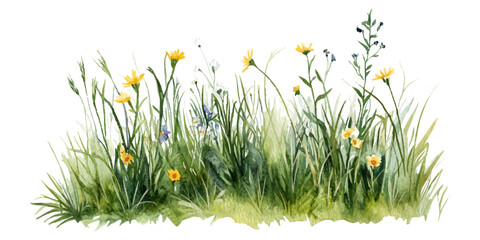 Watercolor grass field with white background
