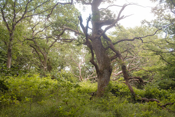 Alter rustikaler Baum im Wald