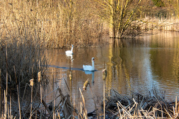La roseli&egrave;re &agrave; Reims