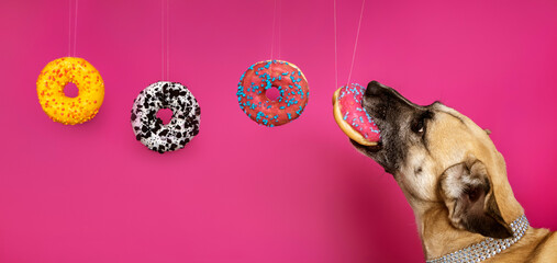 A playful dog with a stylish jeweled collar reaching for a pink donut with blue sprinkles against a vibrant pink background. A fun and whimsical moment full of personality and color.