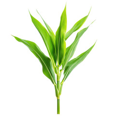 Obraz premium Green Corn Plant Leaves Field on transparent background.