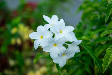 Fresh Plumeria pudica flowers in the garden