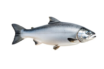 Fototapeta premium Silver salmon fish with fine details, textured scales and fins isolated on white transparent background. Concept of aquatic life