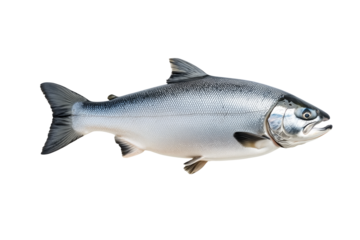 Silver salmon fish with fine details, textured scales and fins isolated on white transparent background. Concept of aquatic life