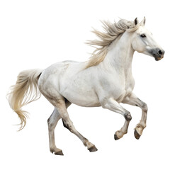 Obraz premium White horse isolated on transparent background