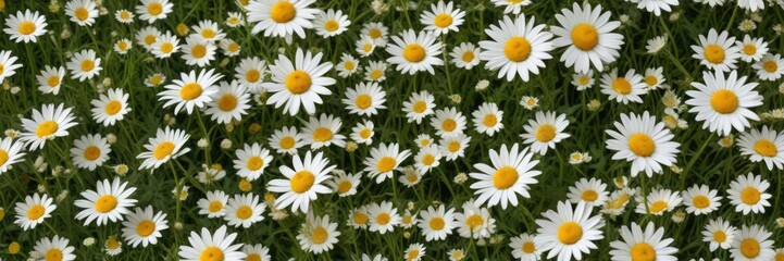 Vibrant wild chamomile and oxeye daisy meadow pattern, wildflowers, meadow, blooming