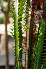 Picture of fresh plants in a greenhouse