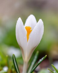 Fototapeta premium Close-up of a single crocus petal with melting snowflakes, soft-focus background of blooming early spring greenery.