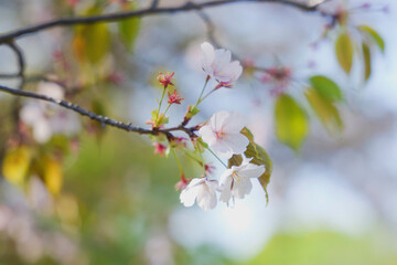 white cherry blossoms, spring scenery