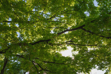 Spring, green maple leaves, crisp landscape