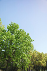 Spring, green maple leaves, crisp landscape