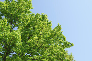 Spring, green maple leaves, crisp landscape
