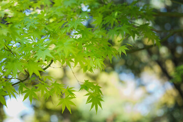 Spring, green maple leaves, crisp landscape
