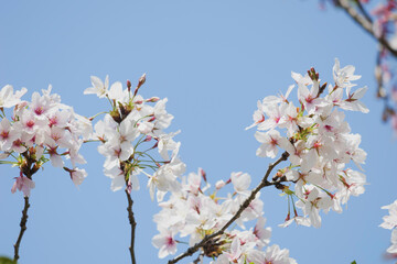 Blue sky and white cherry blossoms, spring scenery